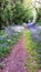 Path lined with Campanula speciosa in the Mancelles Alps