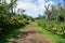 Path lined by plants Rurutu French Polynesia