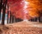 a path lined with red and orange trees