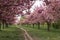 Path lined with Sakura trees in bloom - cherry blossoms walking