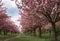 Path lined with Sakura trees in bloom - cherry blossoms walking