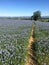 A path through linseed with hills on the distant horizon.