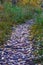 A path littered with fallen yellow aspen leaves