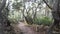 Path in live oak forest. Twisted gnarled trees branches trunks. Lace lichen moss