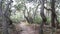 Path in live oak forest. Twisted gnarled trees branches trunks. Lace lichen moss