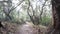 Path in live oak forest. Twisted gnarled trees branches trunks. Lace lichen moss