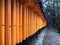 Path with lots of wooden gates to shrine in Japan