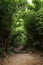 Path in lush bamboo forest in Hong Kong