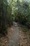 Path in a lush bamboo forest in Hong Kong