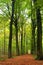 Path through lush forest