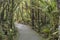 Path in lush rain forest vegetation at Pancake Rocks park, Punakaiki, West Coast, New Zealand
