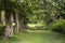 Path through lush shallow depth of field forest landscape in Eng