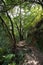 Path in a lush and verdant forest