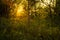 Path Through The Magic Forest, Summer scene, Dirt road, country. valley countryside road between green meadows. Rural spring,