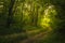 Path Through The Magic Forest, Summer scene, Dirt road, country. valley countryside road between green meadows. Rural spring,