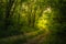 Path Through The Magic Forest, Summer scene, Dirt road, country. valley countryside road between green meadows. Rural spring,