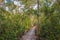 Path through mangrove in Karamjal area in Sundarbans national park - Bangladesh