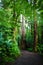 Path at Manoa Falls, Hawaii