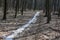 The path of melted snow remained in the spring forest