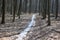 The path of melted snow remained in the spring forest