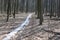 The path of melted snow remained in the spring forest