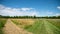 Path in the middle of the fields, and alley of trees in the background, blue sky and cottony clouds