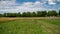 Path in the middle of the fields, and alley of trees in the background, blue sky and cottony clouds