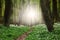 Path in middle of flower carpet in green forest in dawn sunshin