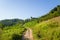 A path in the middle of the green mountains, in Asia, in Vietnam, in Tonkin, in Dien Bien Phu, in summer, on a sunny day