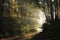 path through misty autumn forest at dawn country road through an autumn deciduous forest in the sunshine the morning fog surrounds