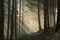 path through a misty coniferous forest at dawn trail leading the spring to top of kopa biskupia mountain in foggy weather trees