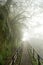 A path in the misty forest