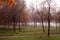 Path in a misty park