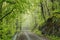 path through misty spring deciduous forest trail springtime with beech trees covered lush foliage in foggy weather the footpath