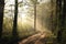 path through a misty spring forest at dawn dirt road through a deciduous forest at sunrise morning fog surrounds the oak trees lit