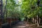 Path through the Montefiore Woodland, Ramsgate, Kent UK. Named after Sir Moses Montefiore.