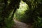 Path in the Monteverde cloud forest, Costa rica