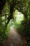 Path in the Monteverde cloud forest, Costa rica