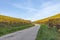 Path in the Mosel vineyard area near Trittenheim