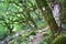 Path through moss primeval forest at Vikos gorge