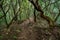 Path into a mossy, humid forest