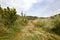 Path mown through long grass