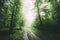 Path through the mysterious green misty woods