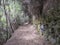 Path at mysterious Laurel forest Laurisilva, lush subtropical rainforest at hiking trail Los Tilos, La Palma, Canary