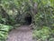 Path at mysterious Laurel forest Laurisilva, lush subtropical rainforest and tunnel at hiking trail Los Tilos, La Palma