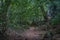 Path through a mystic forest along a overgrown rock wall.