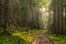 Path through the mystical pine and fir trees forest with green moss.