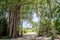 Path near beautiful jungle forest landscape with bushes, trees and other vegetation