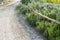 Path next to blossoming rosemary plants in the herb garden. Tuscany Italy