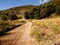 Path among oaks, olive trees and poppies